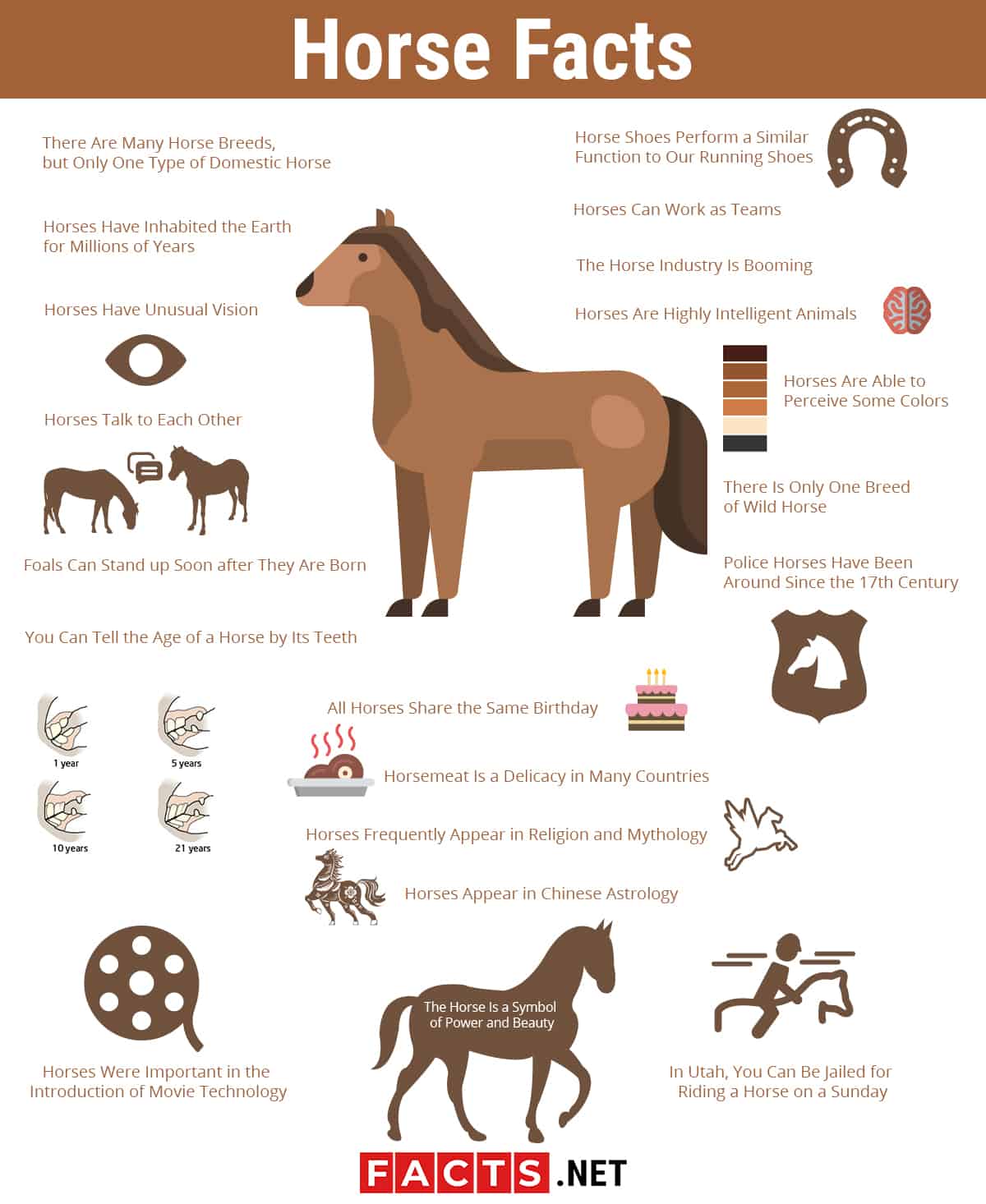 11 Horse Pussy Facts To Know