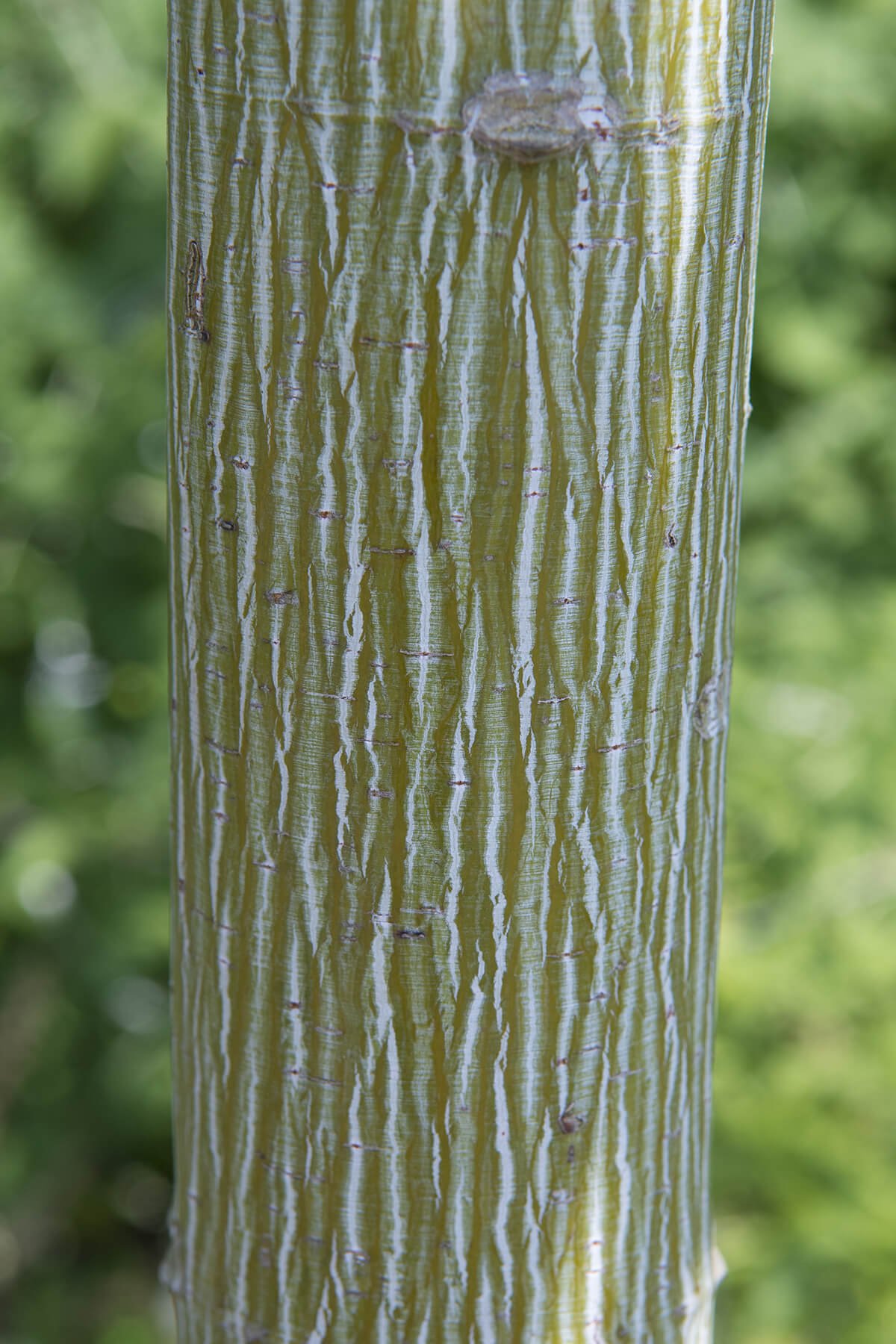 Acer Davidii Guide: Master Viper Plant Success