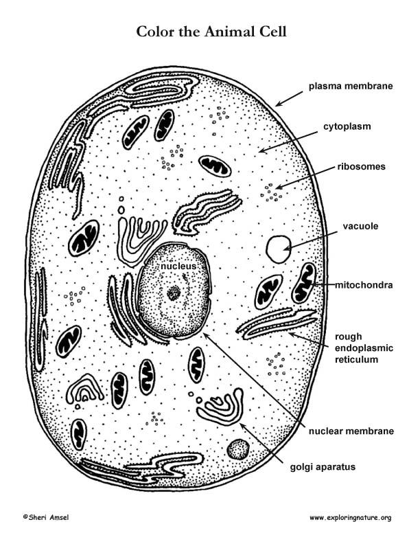 5 Animal Cell Labels 5 Animal Cell Labels