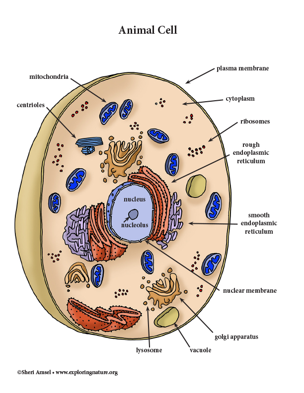 Animal Cell With Color