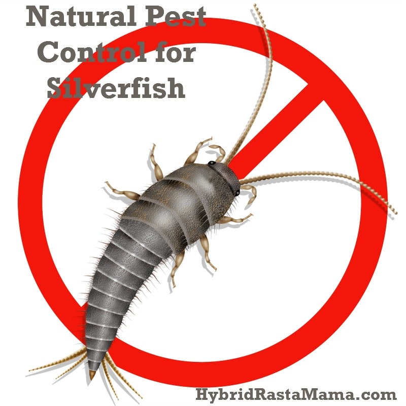 Borax And Silverfish: Natural Pest Control Solution Borax And Silverfish: Natural Pest Control Solution