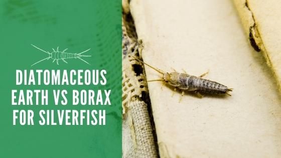 Borax And Silverfish