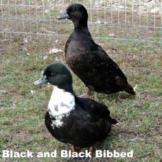 Call Duck Colors
