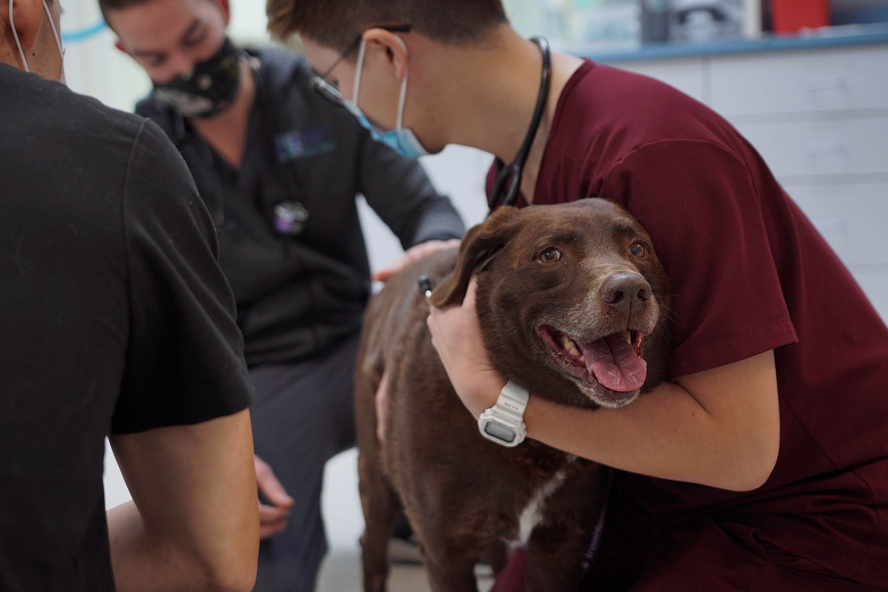 Canine Reproduction Guide: Healthy Litter Outcomes