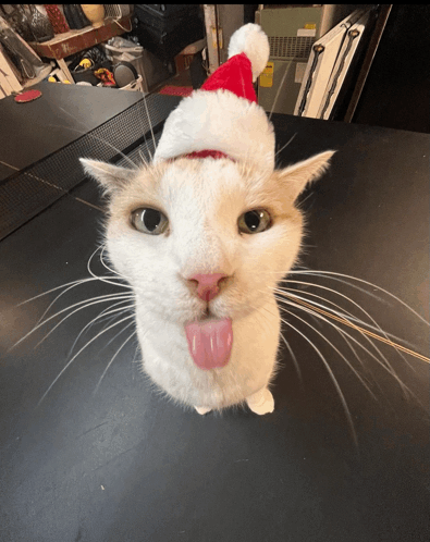 Cat Lick Behavior Explained