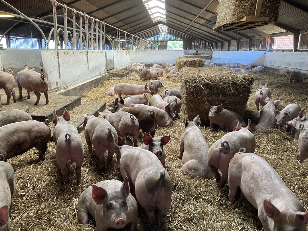 Clarkson's Farm Piglets: Raising Tips For Beginners