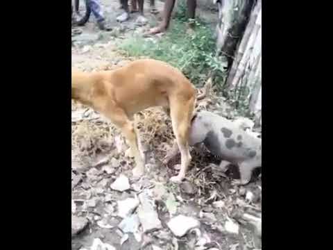 Dog Friend Mating Dog Meeting Dog Play Dog Mating Youtube Dog Friend Mating Dog Meeting Dog Play Dog Mating Youtube