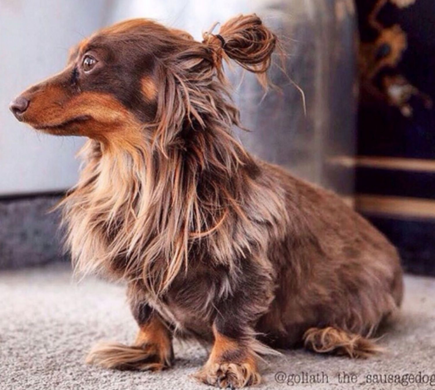 Dog Knots a Man Syndrome Explained Dog Knots a Man Syndrome Explained