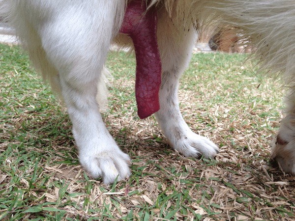 5 Facts About Dogs 5 Facts About Dogs