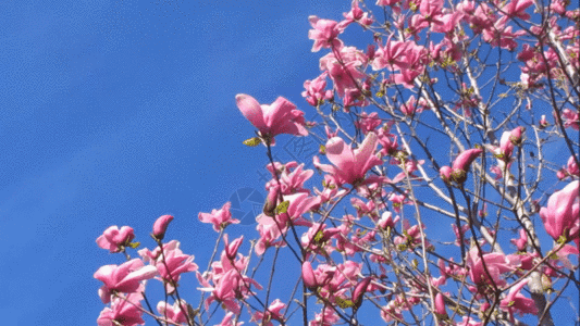 Emma Magnolia Nude Gif: Exclusive Content Uncovered