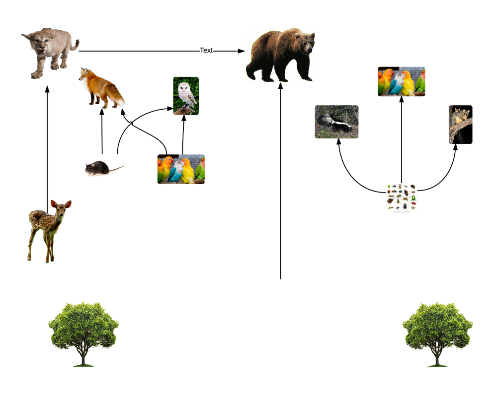 Food Web In The Temperate Forest Food Web In The Temperate Forest