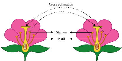 Genetic Variation Self Pollination