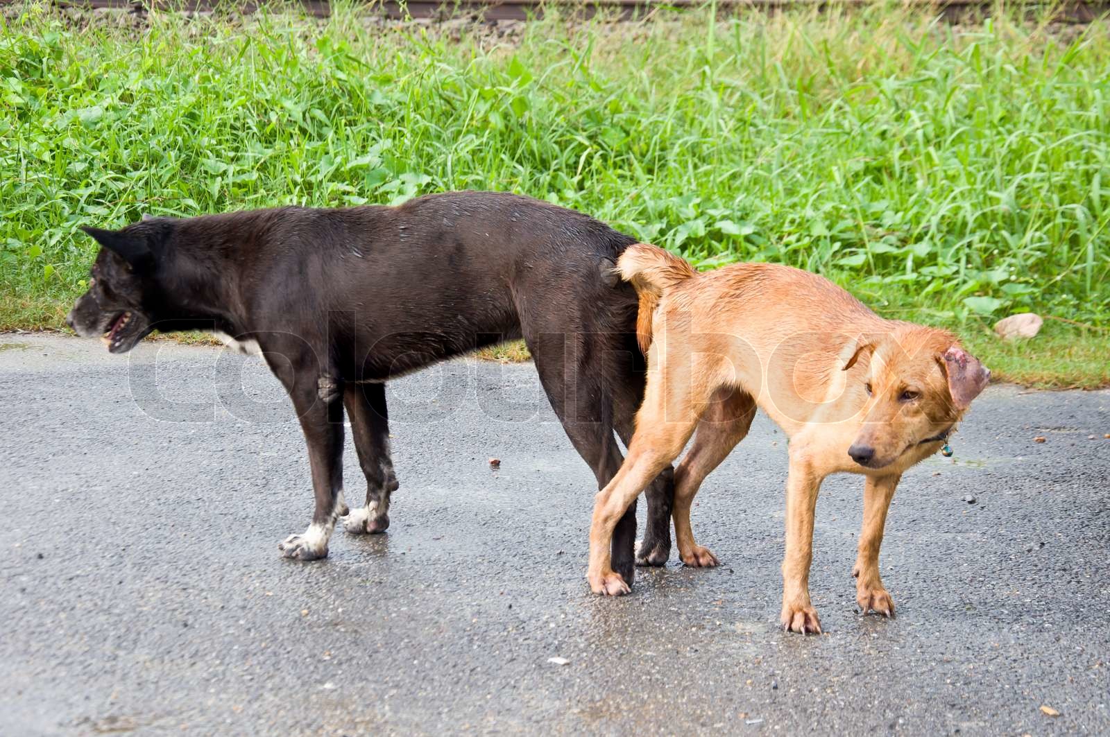 Horse Dog Mating Guide: Facts Revealed