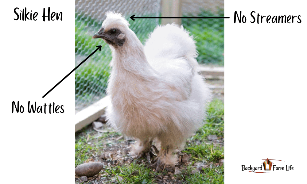 How To Sex A Chicken Tell A Hen From A Rooster Mranimal Farm How To Sex A Chicken Tell A Hen From A Rooster Mranimal Farm
