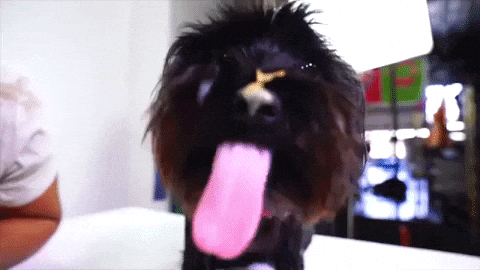 How To Stop Dog Licking? Effective Peanut Butter Alternatives