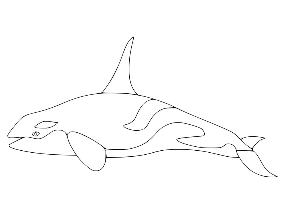 Killer Whale Porn