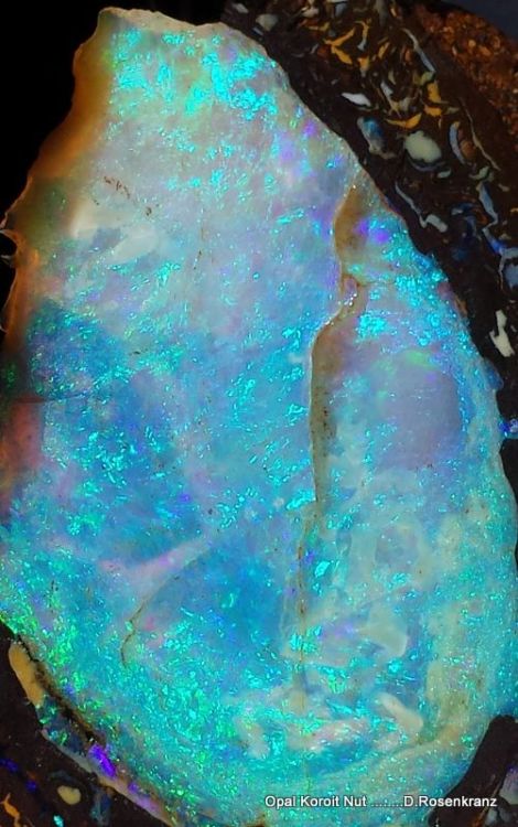 Opal Stardust Porn