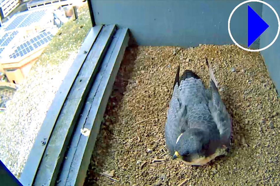 5 Peregrine Falcon Tips