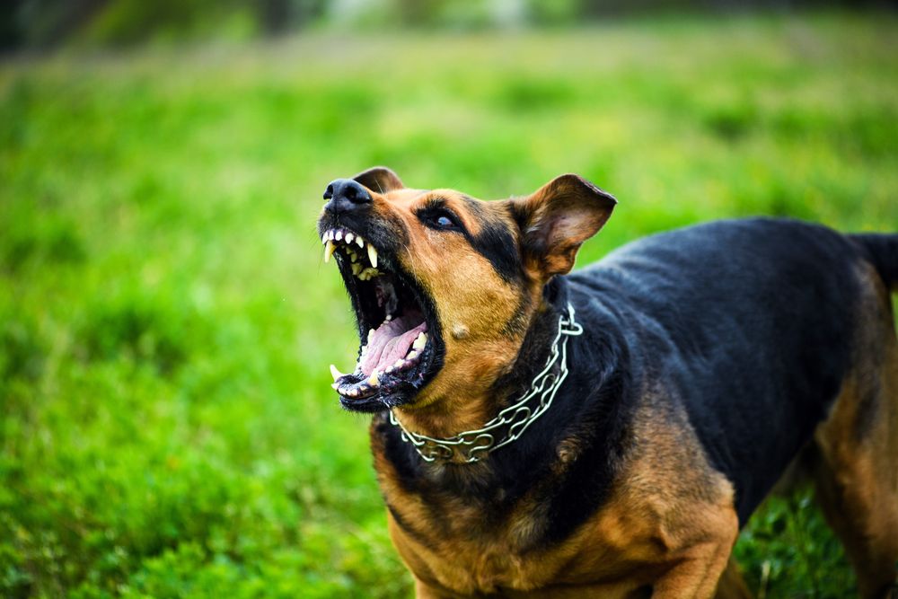 Perro Cogiéndose A Su Dueña: Consejos Para Prevenir Mordeduras