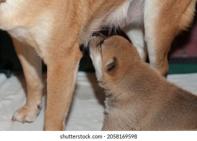 Puppy Sucks Pussy Behavior Explained