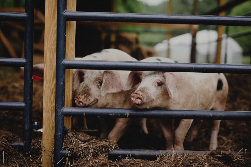 Raising Pigs For Beginners Abundant Permaculture Raising Pigs For Beginners Abundant Permaculture
