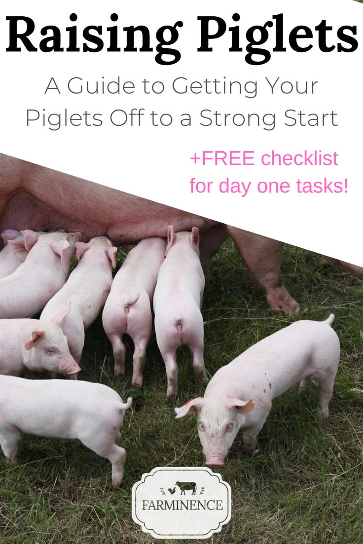 What Happens To Clarkson Farm Piglets? Raising Guide What Happens To Clarkson Farm Piglets? Raising Guide