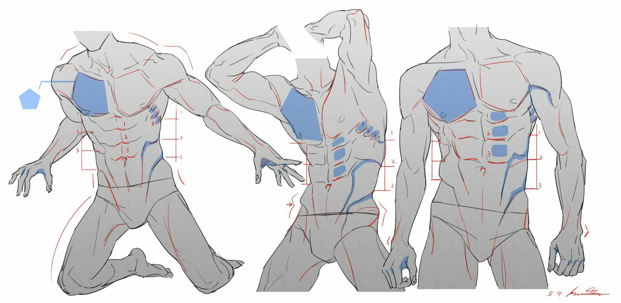 What Is Female Muscle Drawing Reference? Master Guide