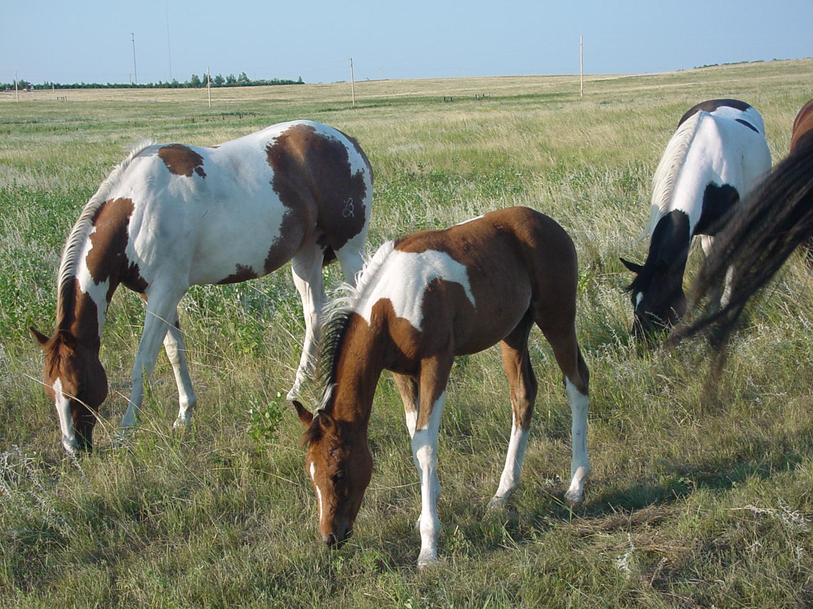 What Is Horse Sex Photo? A Guide To Equine Breeding