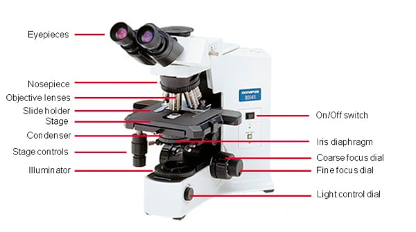 What Is The Function Of The Diaphragm In A Microscope