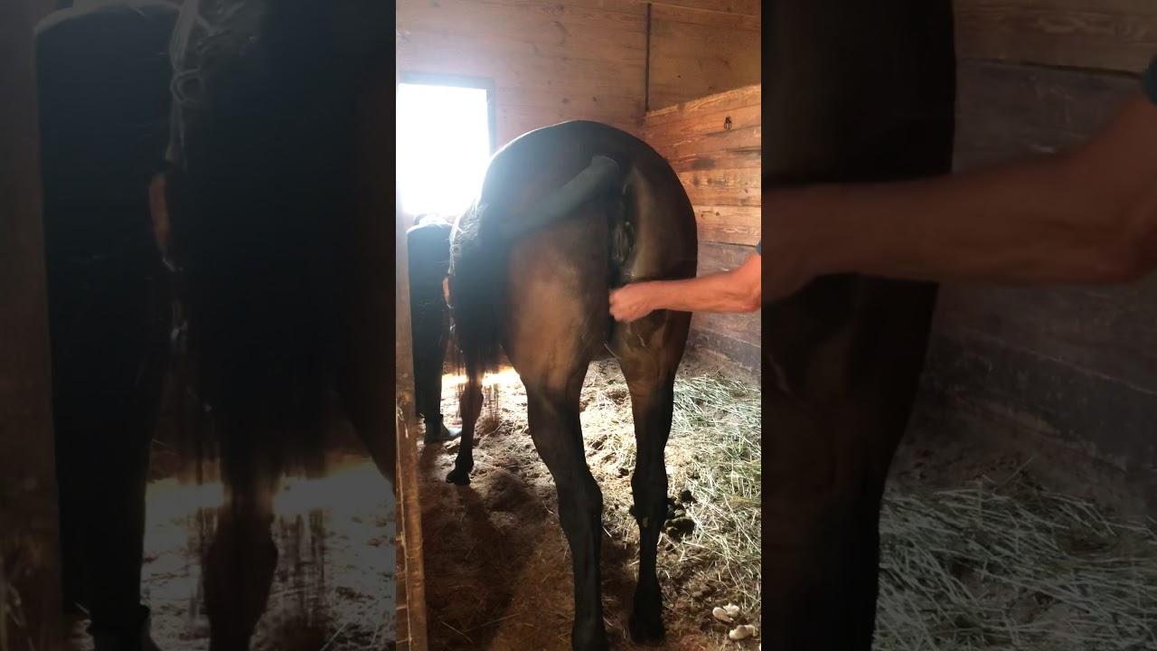 What Is Winking Mare Pussy? Symptoms Guide