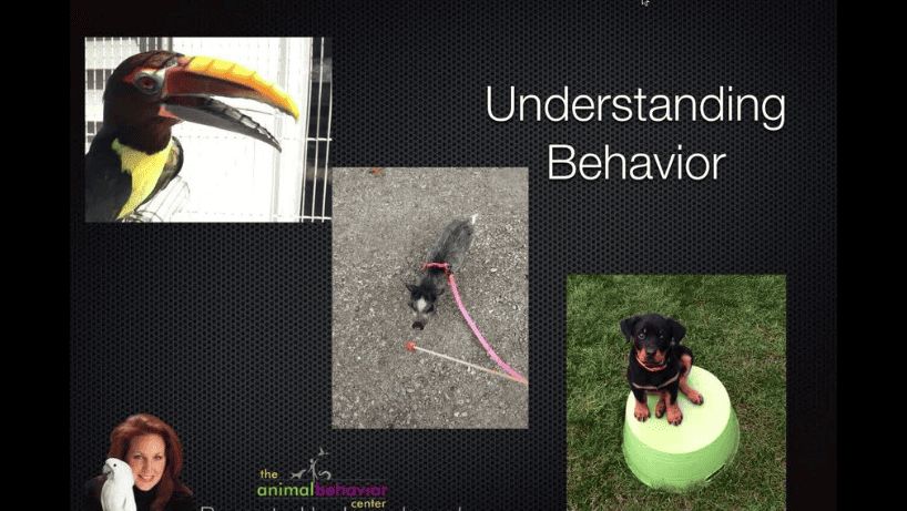Woman Makes Love To Dog: Understanding Animal Behavior Woman Makes Love To Dog: Understanding Animal Behavior